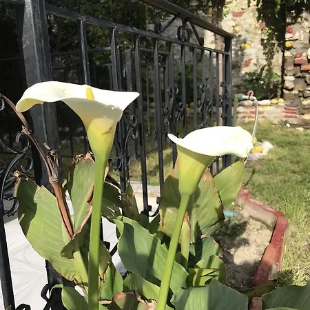 Bellavista 招待所 培拉特